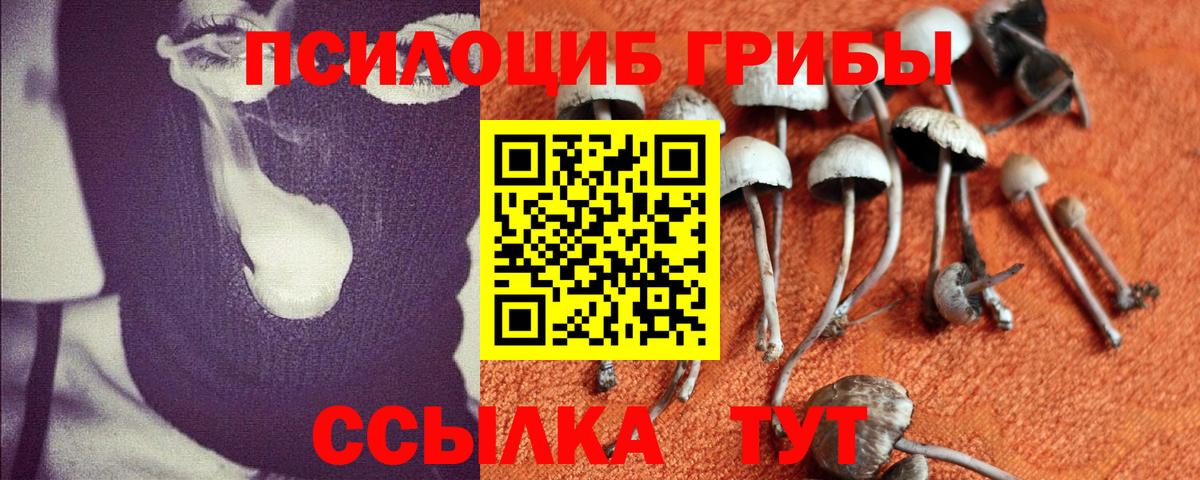 Псилоцибиновые грибы Cubensis Новоалександровск